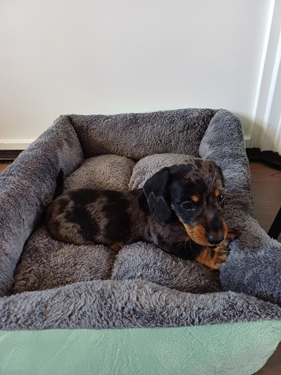 Super vrolijke Dwerg Teckel pups