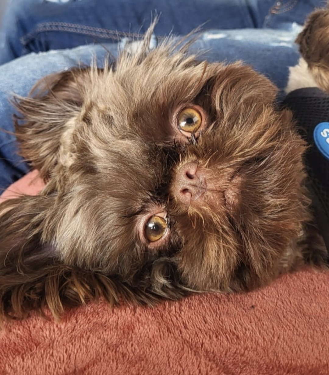 Prachtige Shihpoo