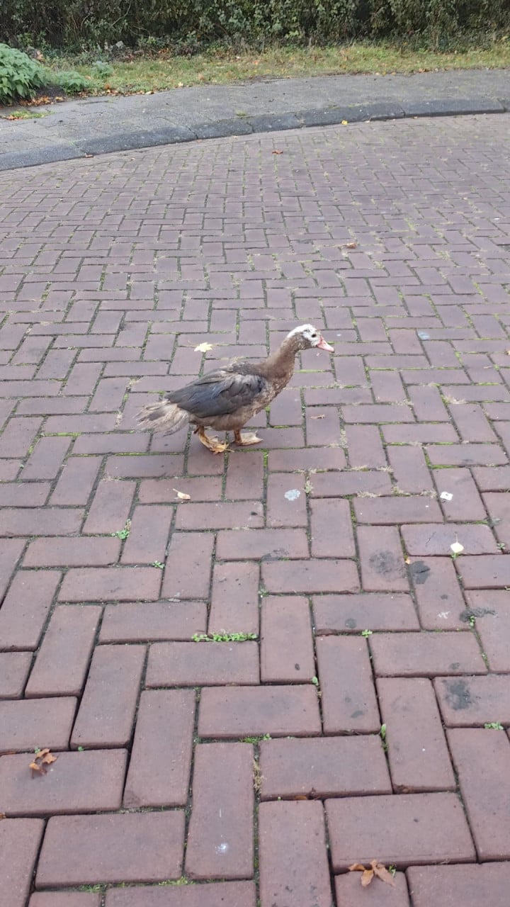 Jonge barberine eenden