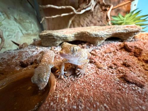 Stenodactylus sthenodactylus nakweek!