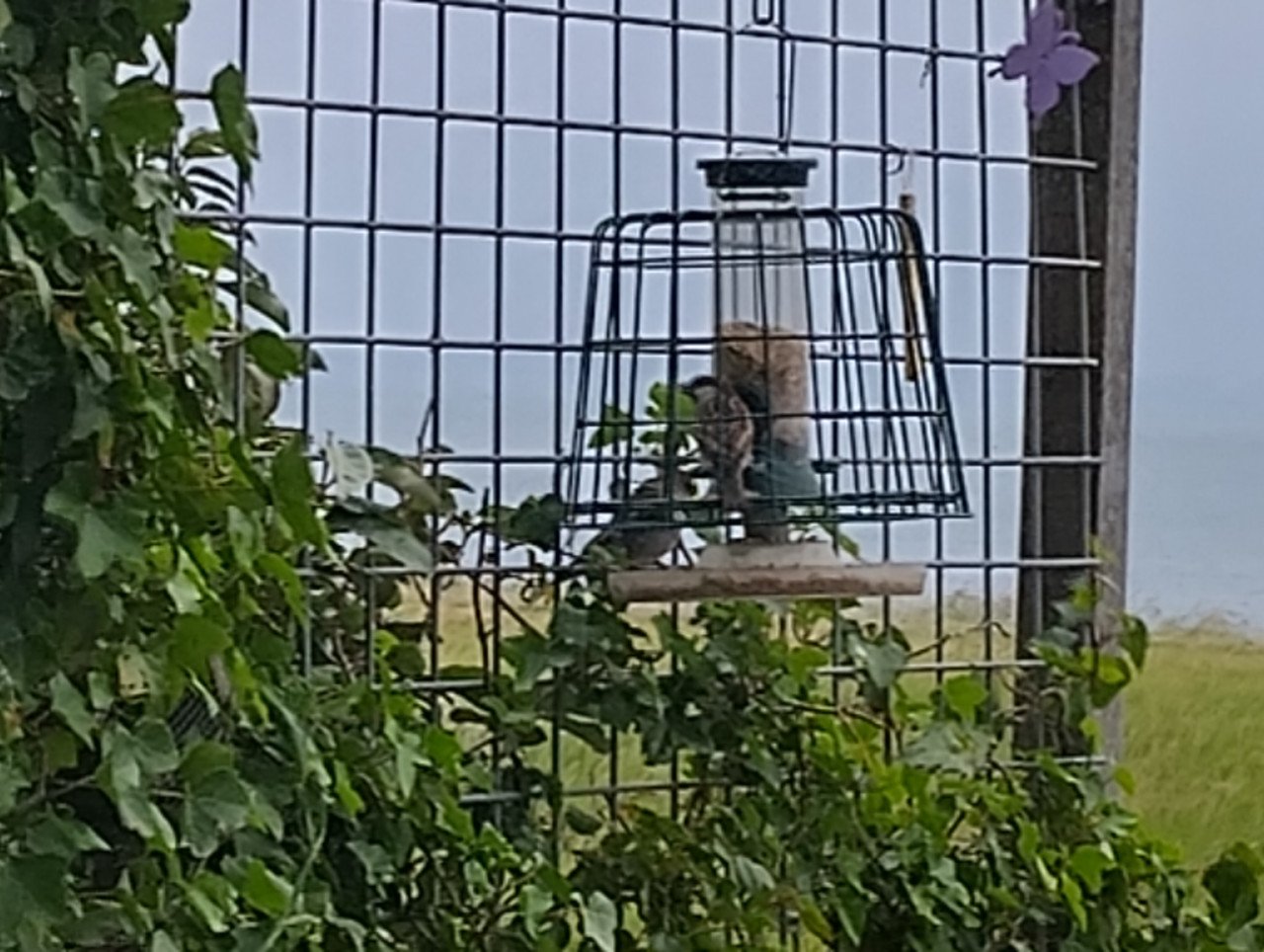 VOERKOOI VOOR VOGELS voor buiten met opvangbak en voer