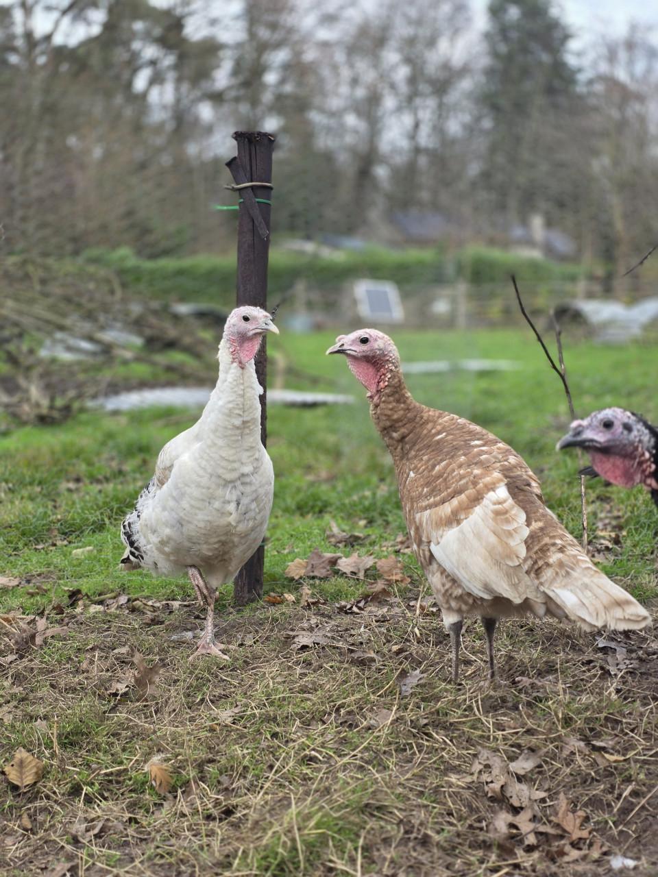 Groep kalkoenen (1 haan + 4 hennen)