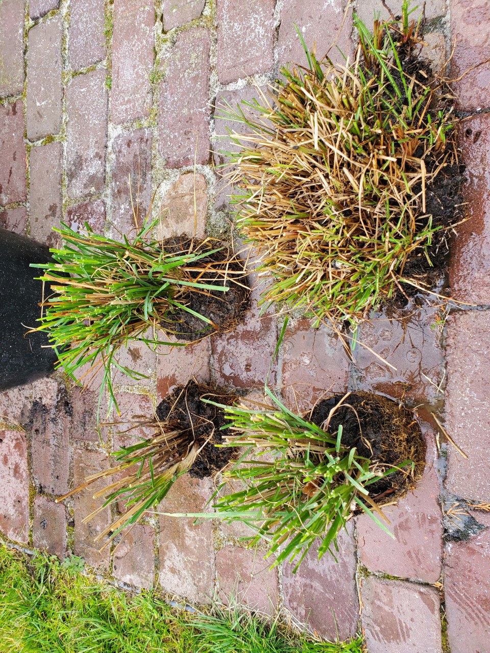 Bio planten