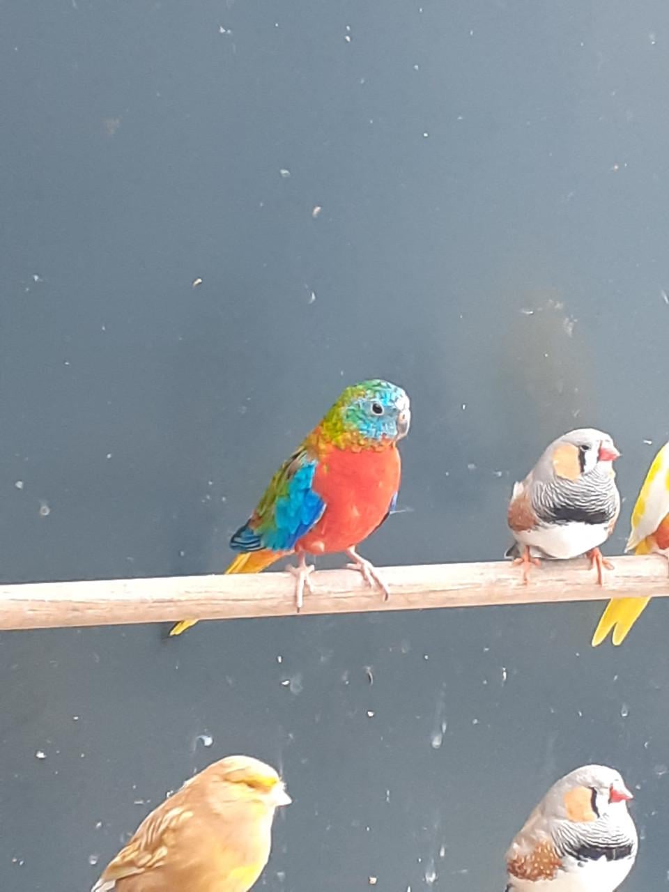 Turquoisineparkieten