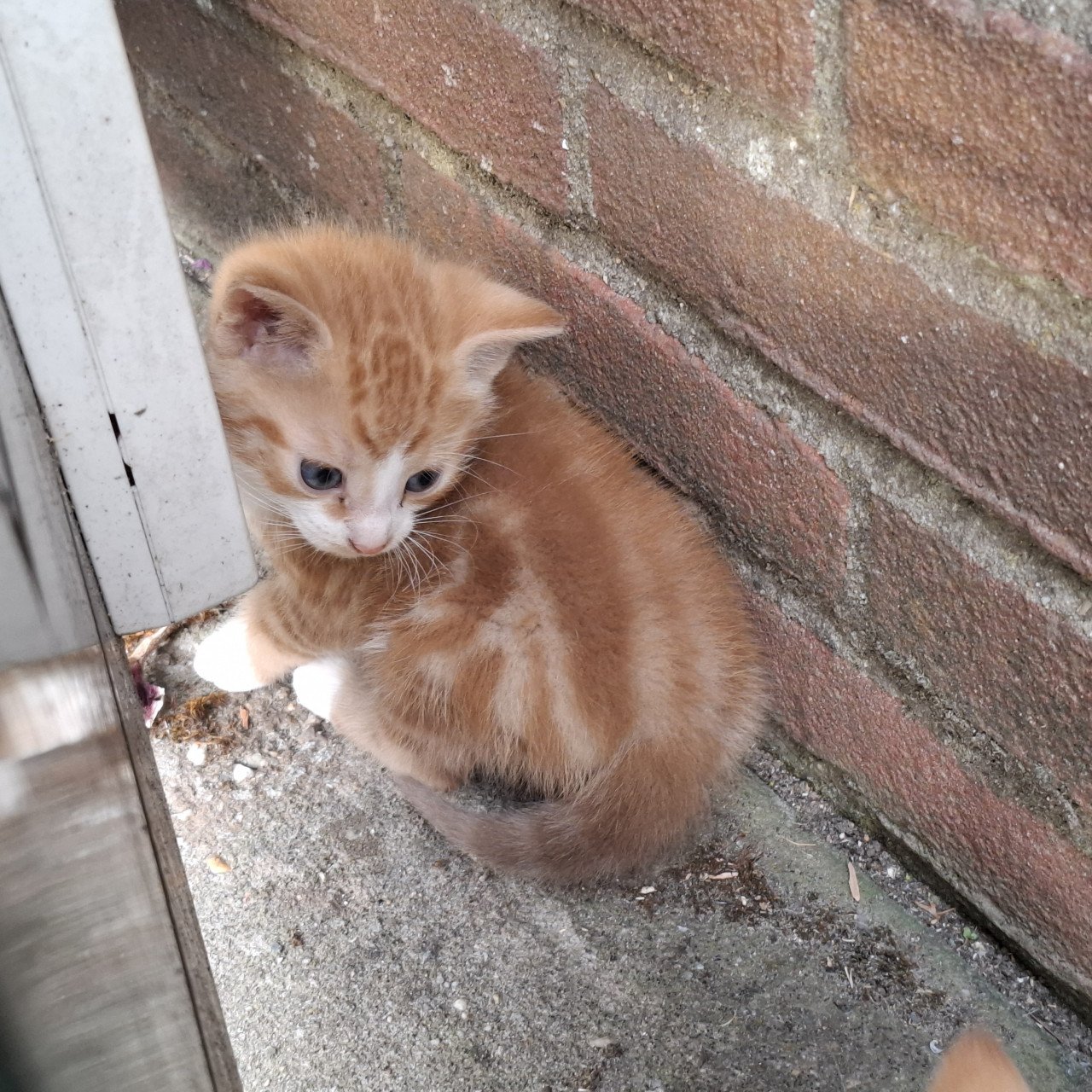 Kittens