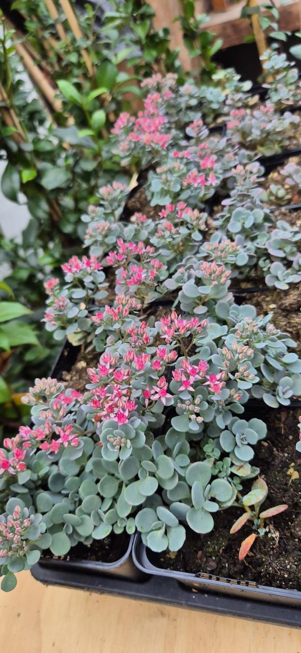 Tuinplanten assortiment bio