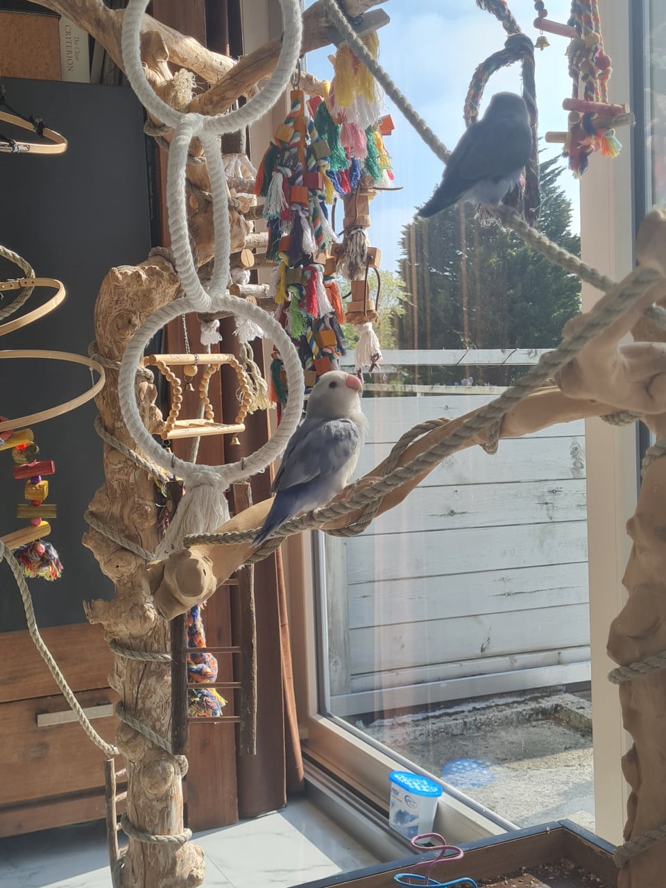 Agapornis Roseicollis