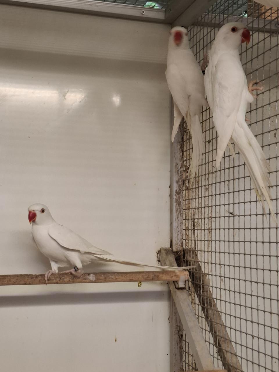 Witte halsbandparkieten