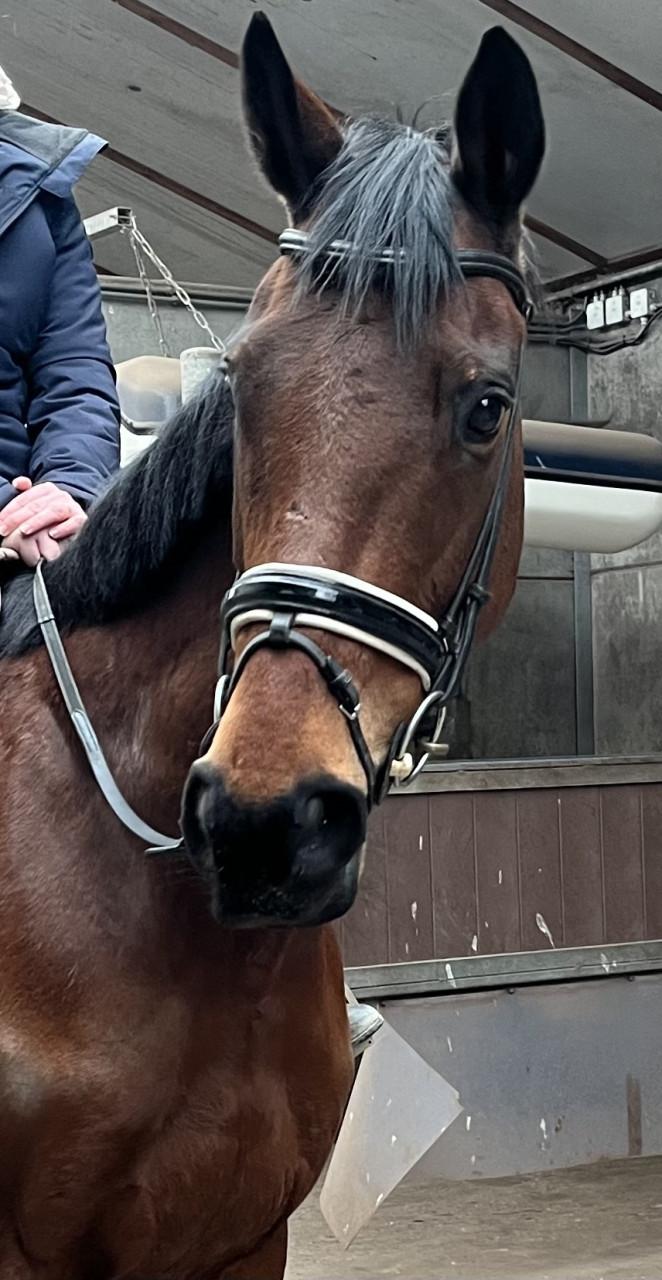 Brave en lieve merrie