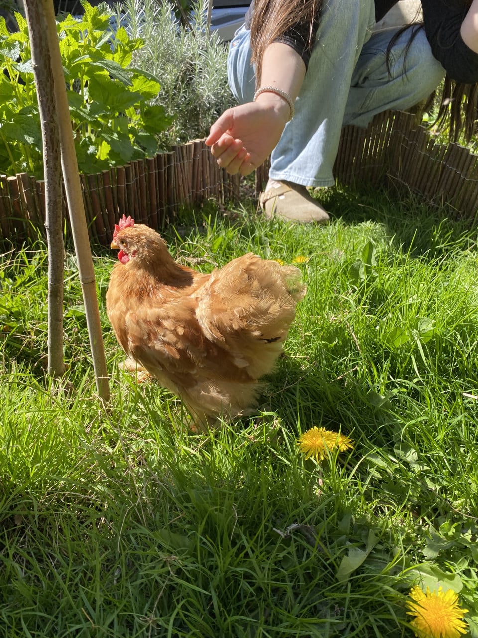 Haantje Cochin kriel Gratis