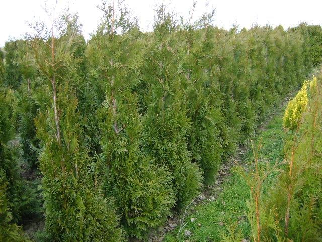 Thuja haag coniferen