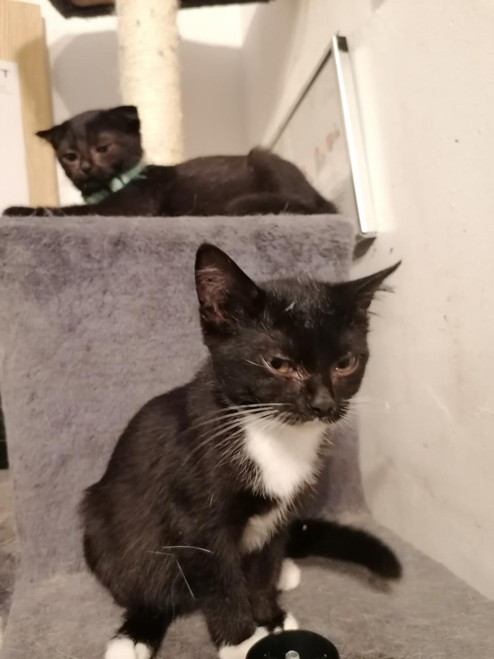 Kittens 12wkn oud