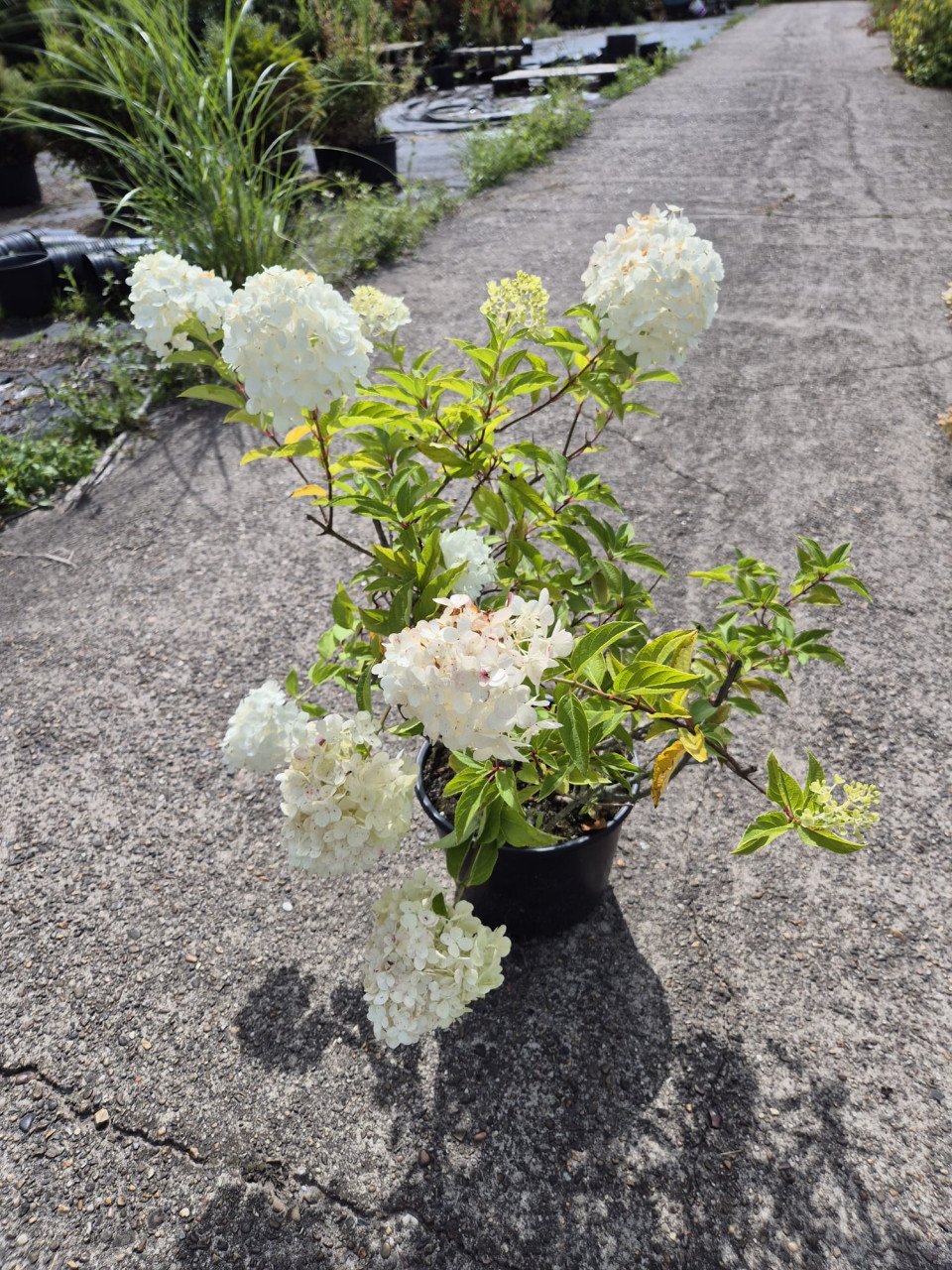 Pluimhortensia Polar Bear