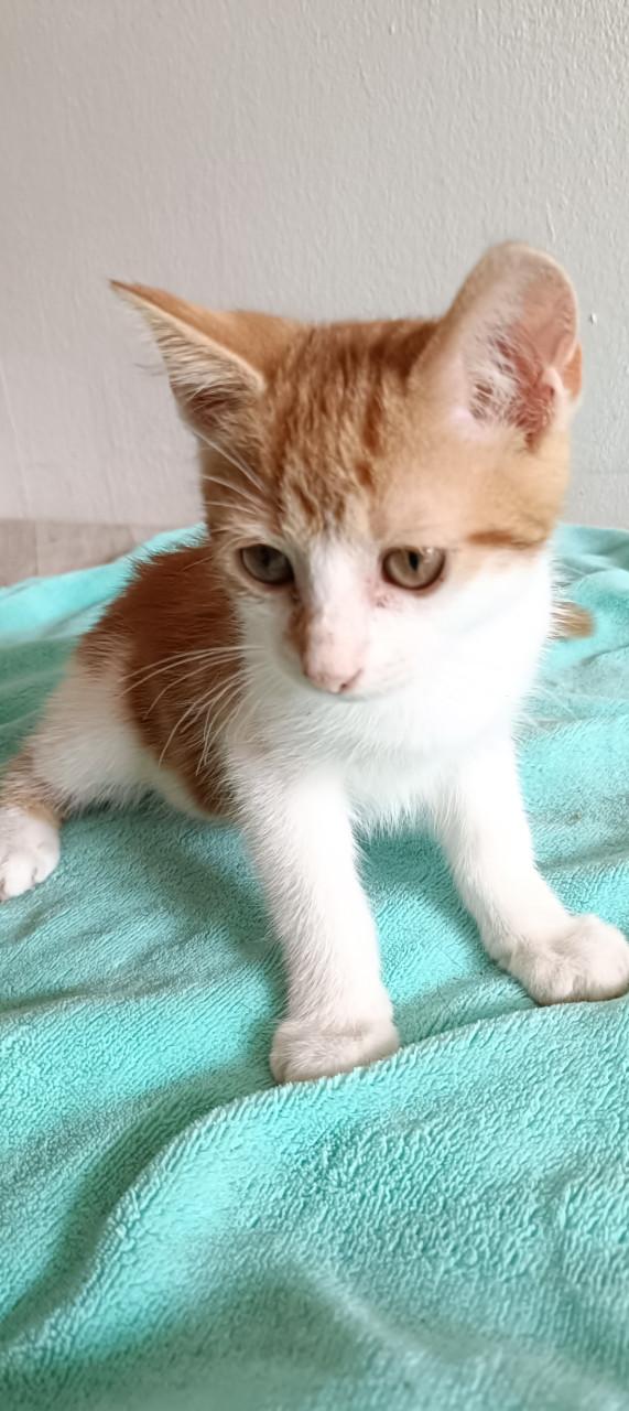 Mooie kittens