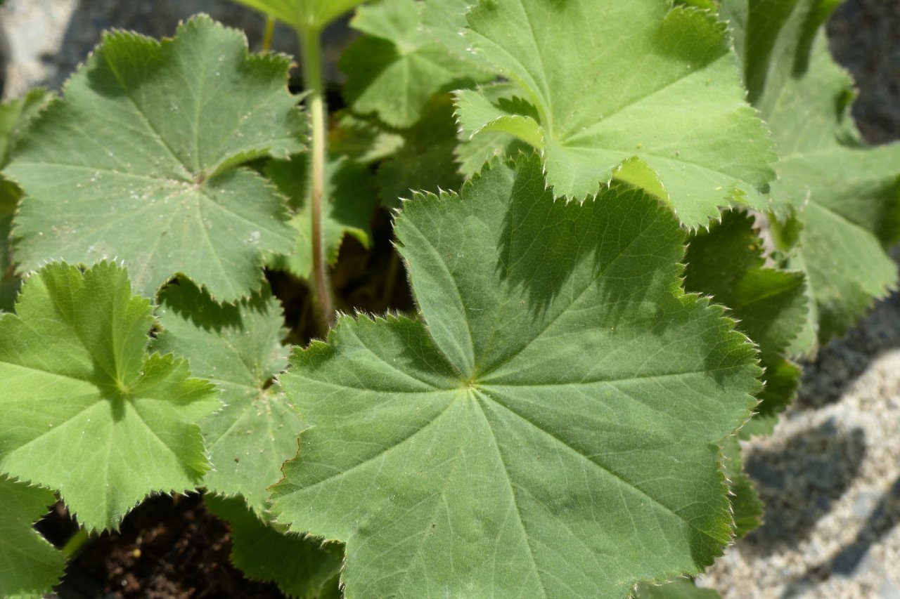 Vrouwenmantel planten