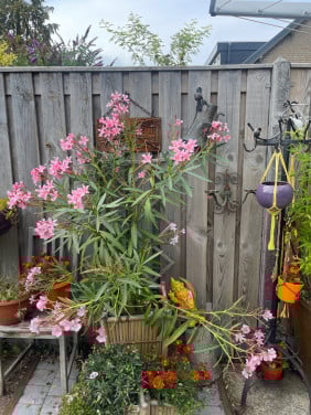Roze orleander