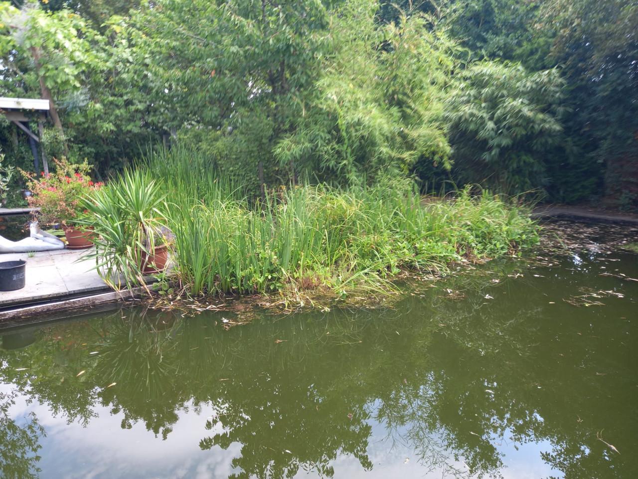 Moerasplanten gratis af te halen