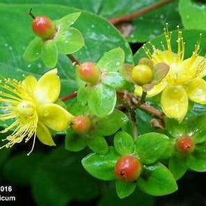 3  Hertshooi  / Hypericum Androsaemum struikjes.