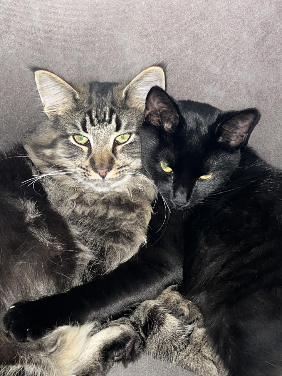 Noorse boskat met stamboom (10 mnd) + boerderijkat