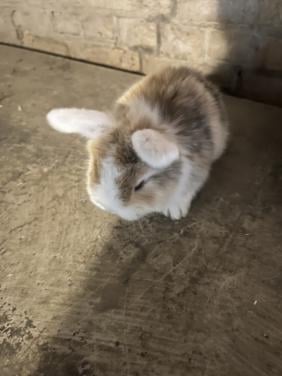 8 lieve baby konijntjes te koop