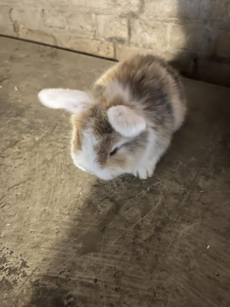 8 lieve baby konijntjes te koop