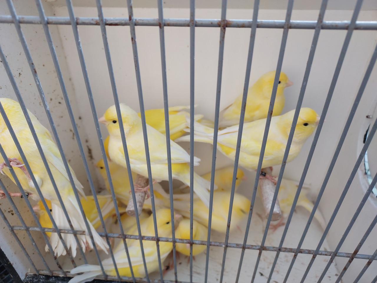 Zuiver gele kanaries