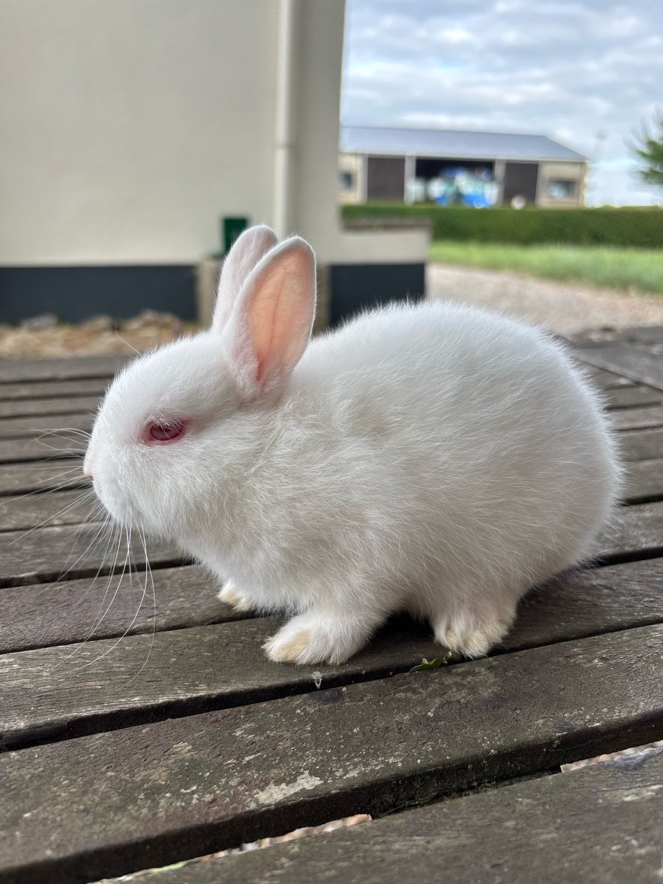 Lief konijntje