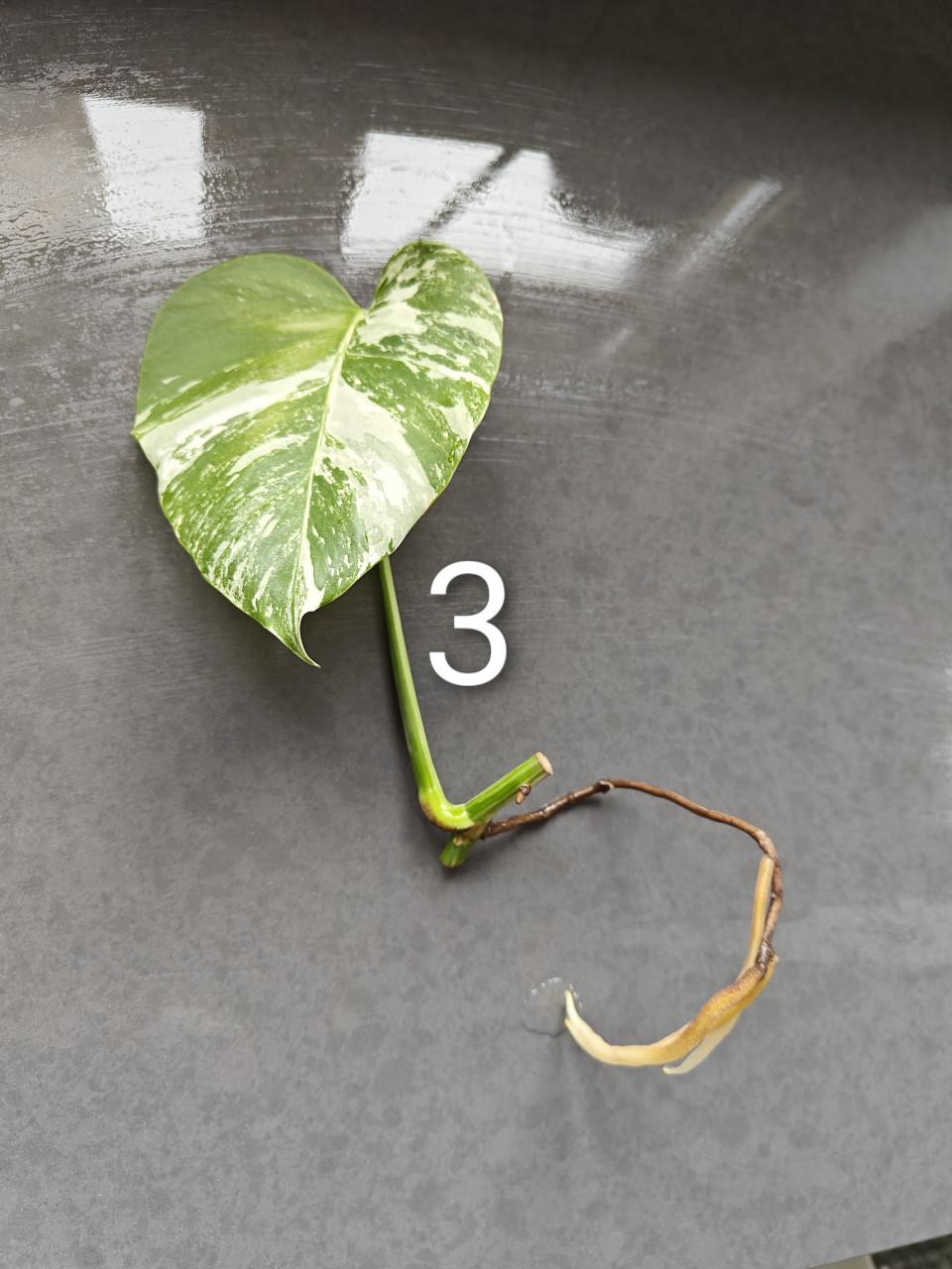 Monstera Variegata stekken, kamerplant