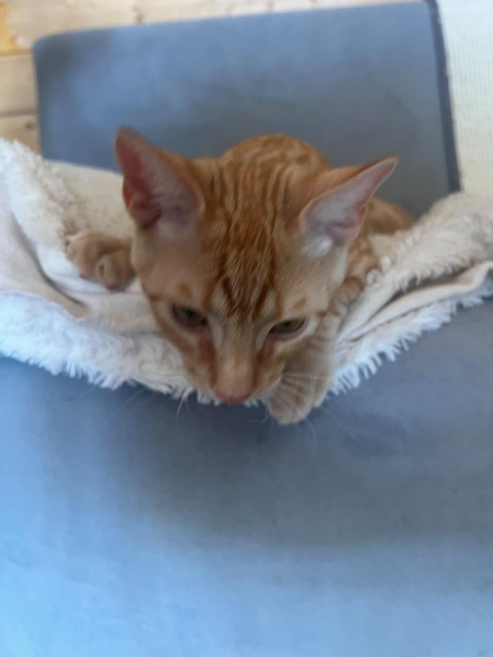 Deze hele lieve kitten broertjes zoeken hun gouden mandje!