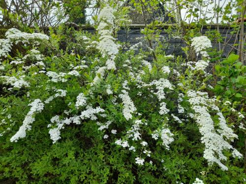 Spirea wit(struik)