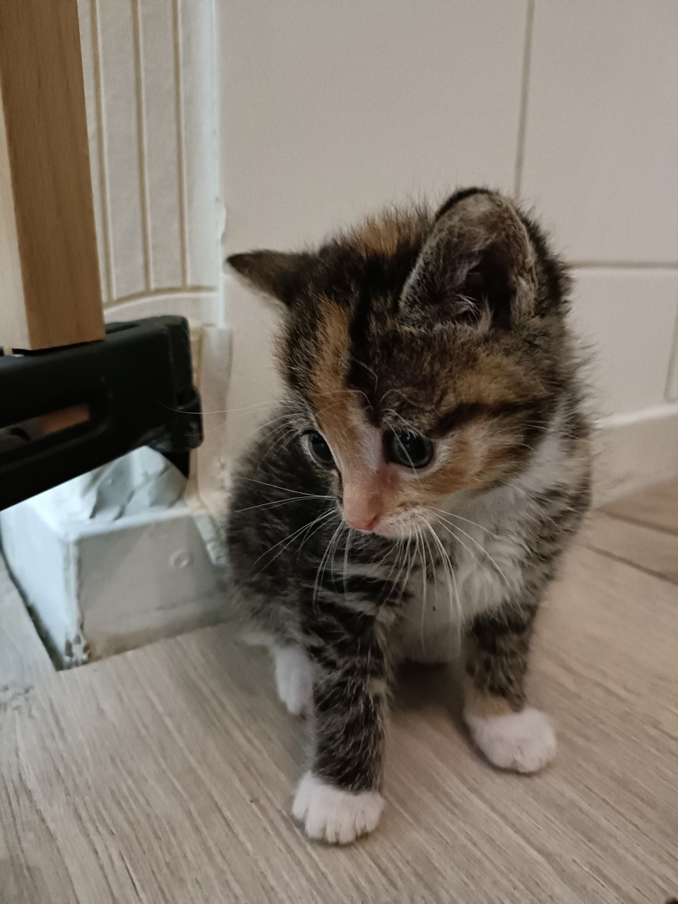 Nog twee sociale Kitten poesjes