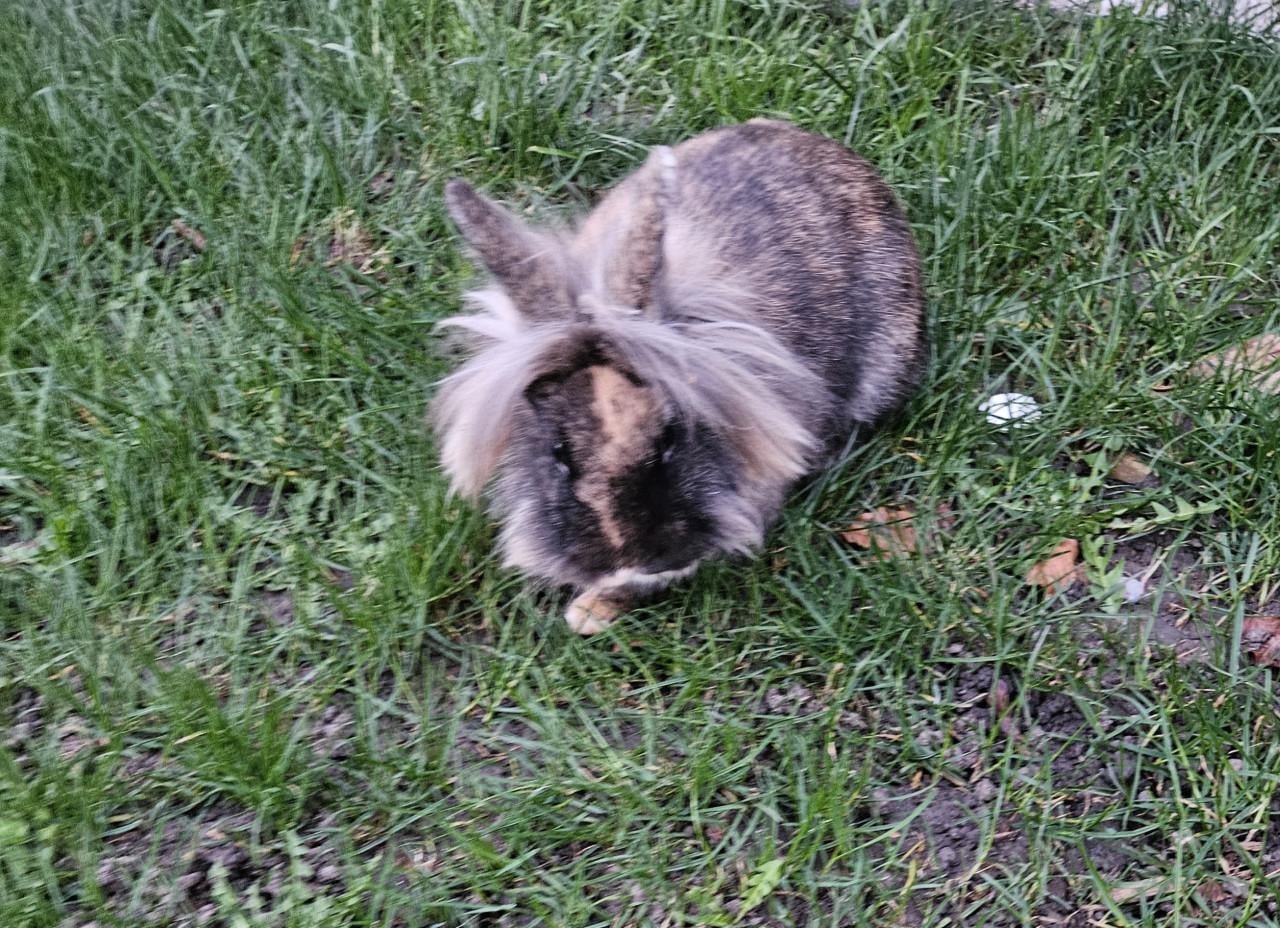 Mooi Leeuwkop Konijn Gratis