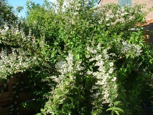 Boerenjasmijn (dubbel)