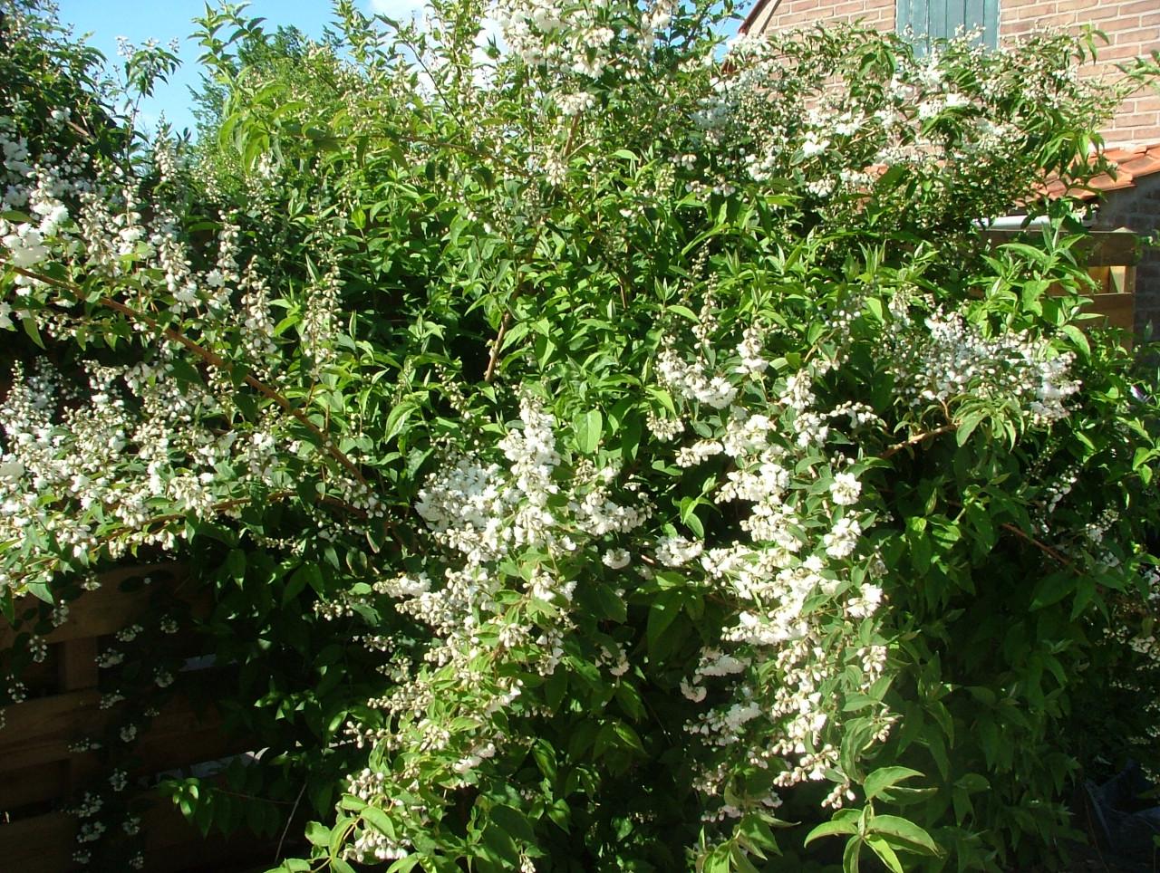 Boerenjasmijn (dubbel)