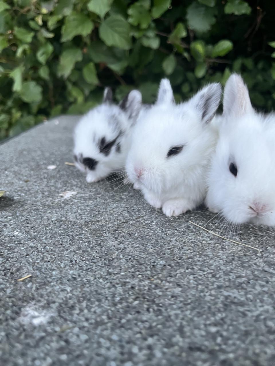 Baby konijnen te koop