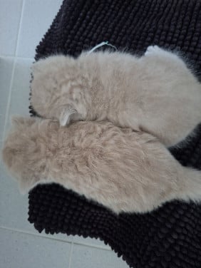 Britse korthaar kittens
