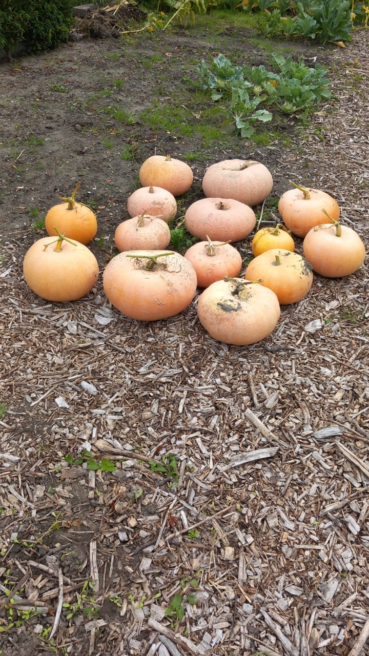 Pompoenen