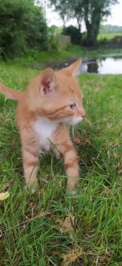 Super lieve kittens