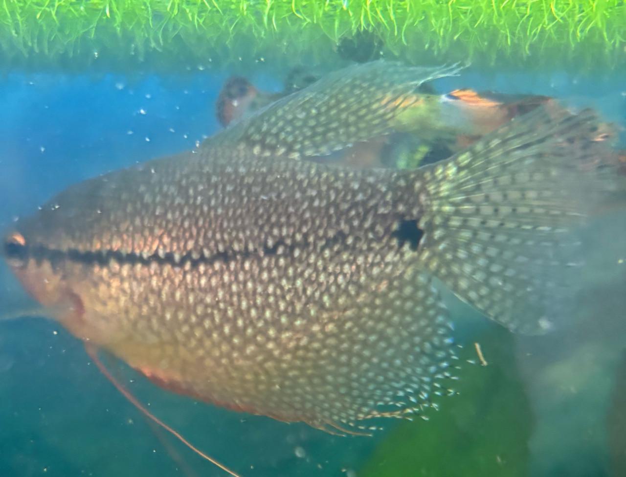 Parelgoerami en guppen