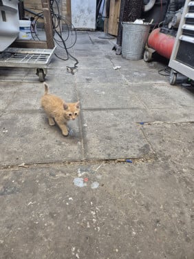 Kittens