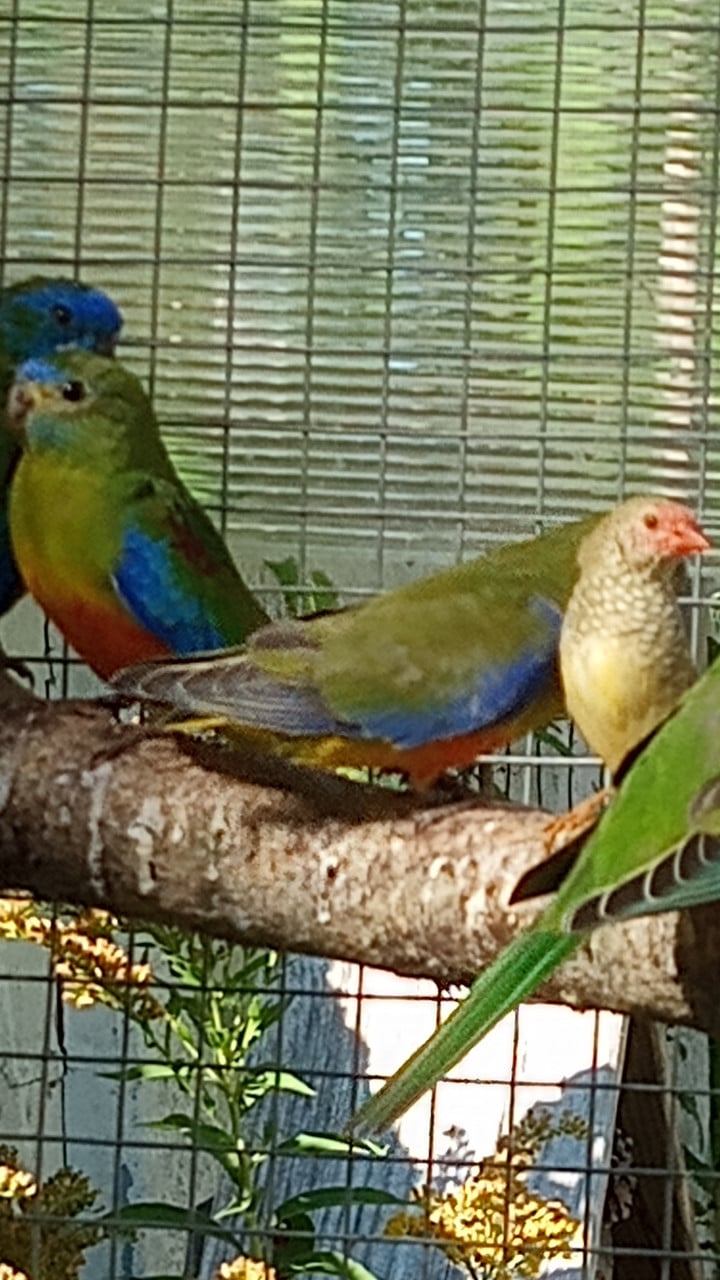Turquoisine parkieten