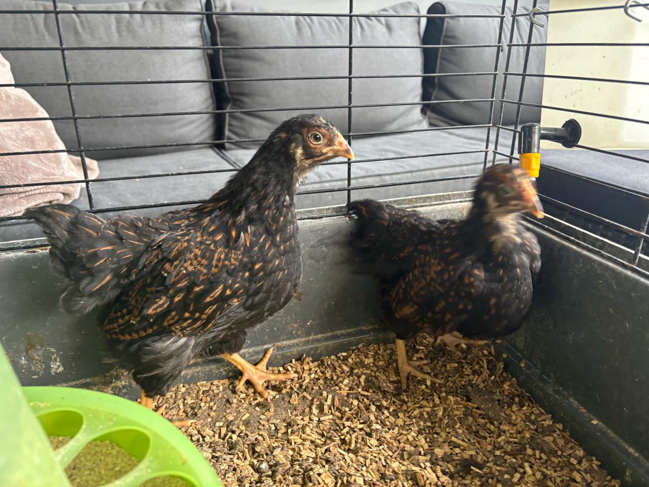 Kuikens barnevelder 7 weken