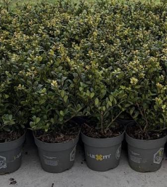 Ilex crenata dark green 15-20 cm (49 stuks)