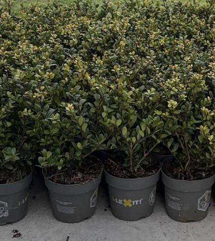 Ilex crenata dark green 15-20 cm (49 stuks)
