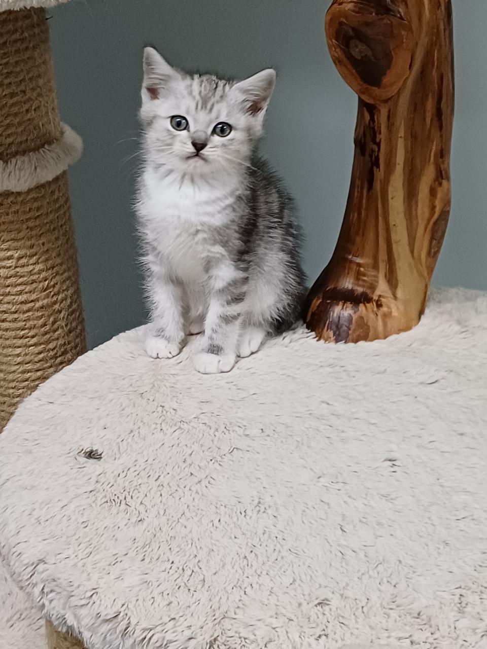 Prachtige Brits Korthaar x Ragdoll kittens beschikbaar.