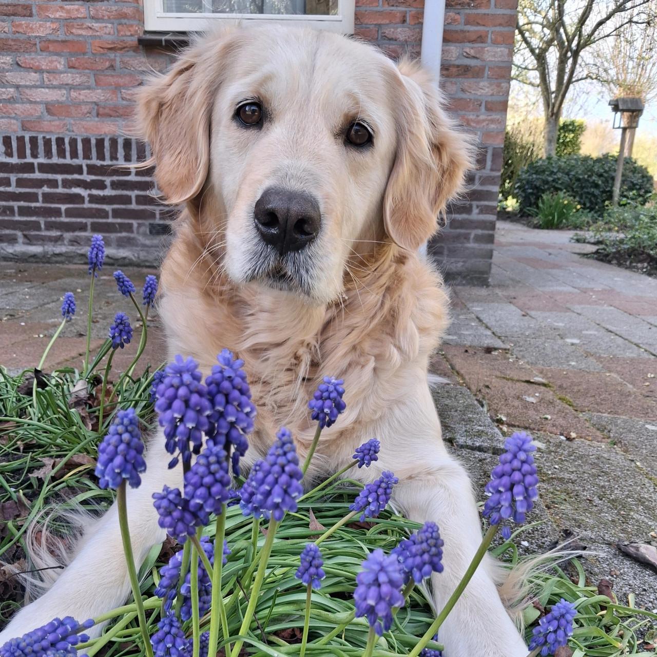 Gezocht dekreu, golden retriever