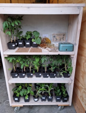 Plantenkraampje tijdens tuintjesmarkt Ellemeet