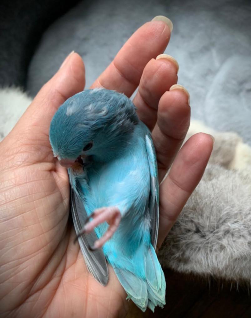 Handtam jong Forpusje