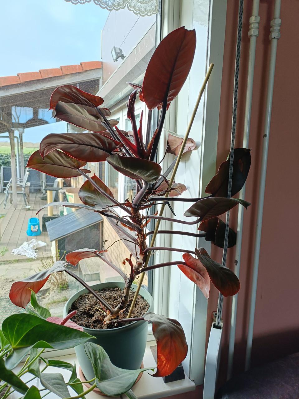 Klimplant binnenplant