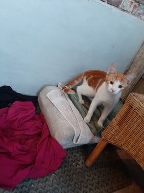 Kitten zoekt nieuw baasje